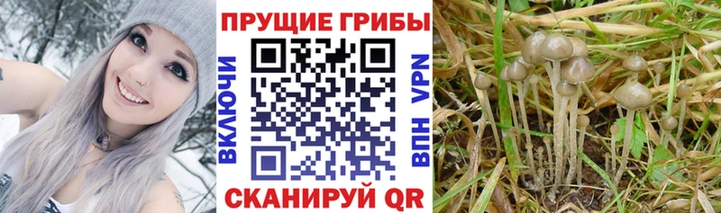 как найти закладки  OMG зеркало  Псилоцибиновые грибы ЛСД  Чехов 